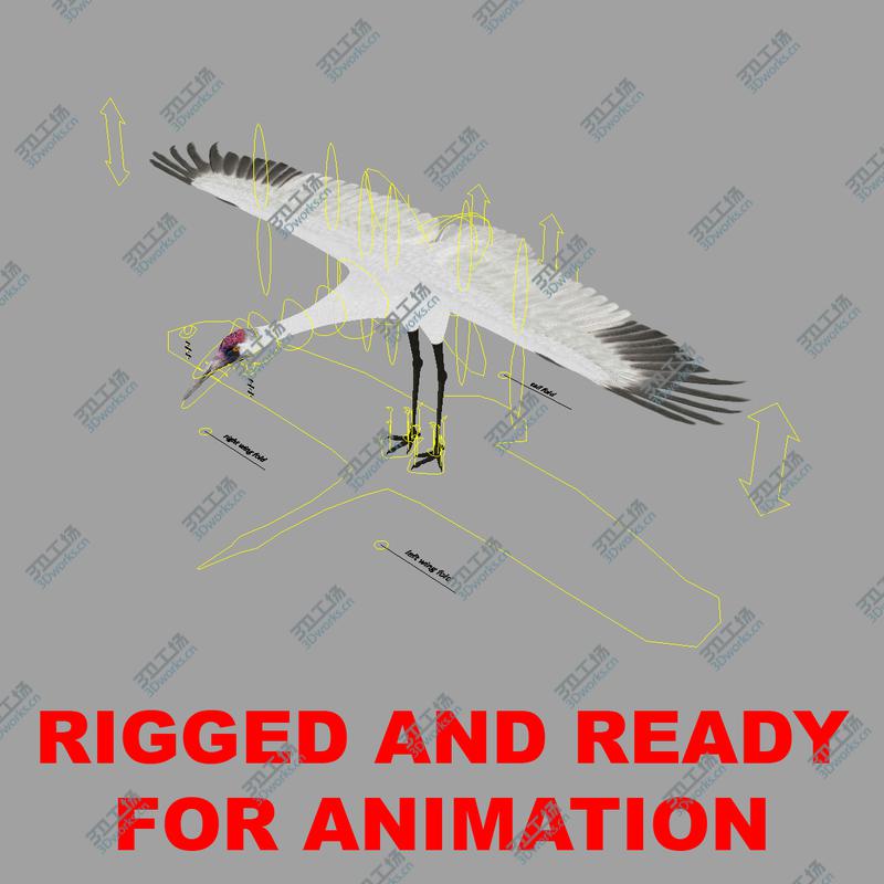 images/goods_img/20210319/Grus Americana 'Whooping Crane'/3.jpg